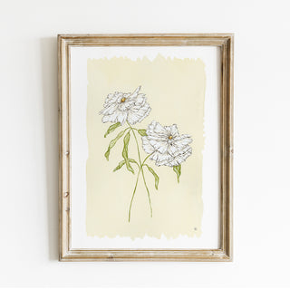 Butterfly Ranunculus No. 1 Print