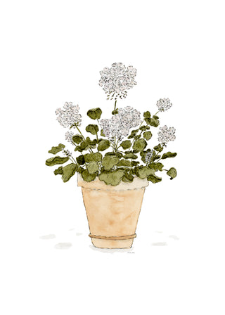 Potted Geraniums Print