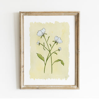 Sweet Pea No. 1 Print