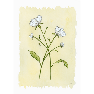 Sweet Pea No. 1 Print