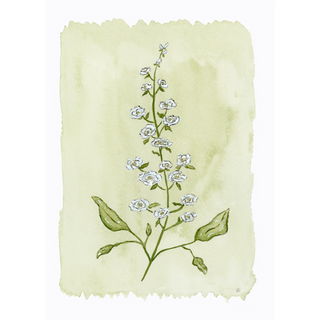 Larkspur No. 1 Print