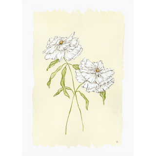 Butterfly Ranunculus No. 1 Print